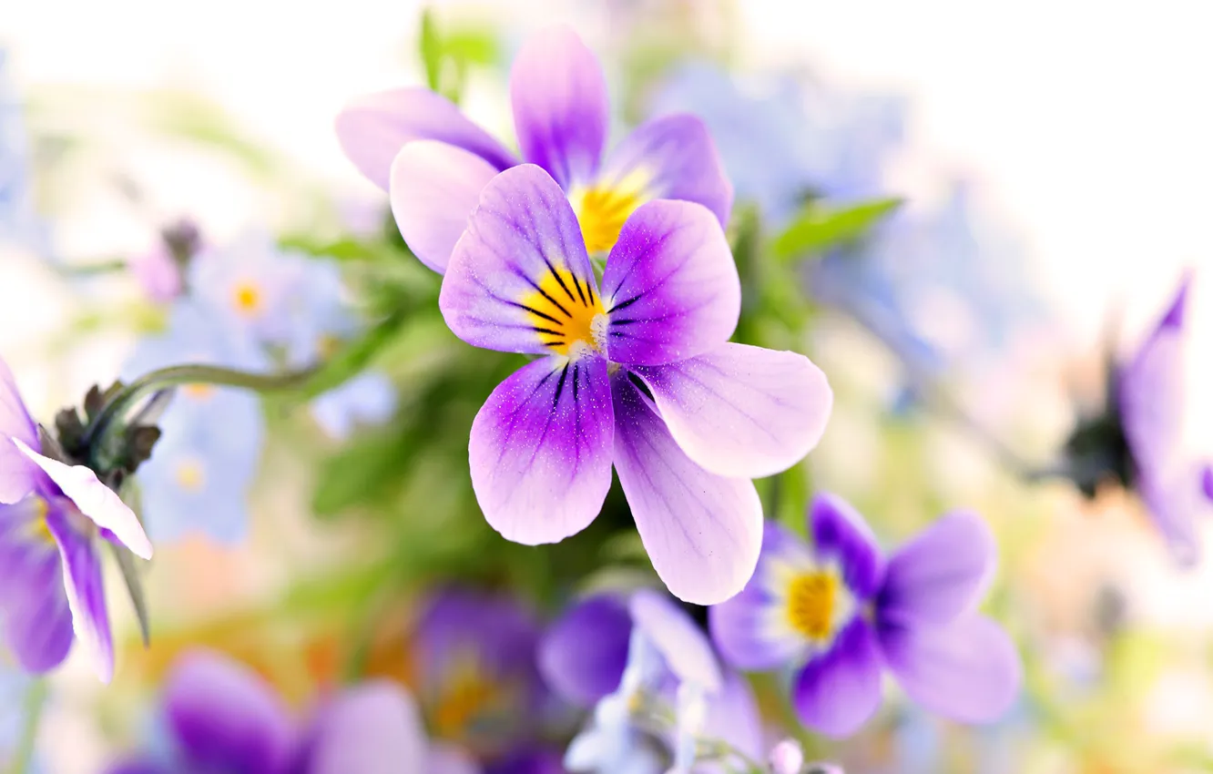 Photo wallpaper flowers, nature, plant, petals