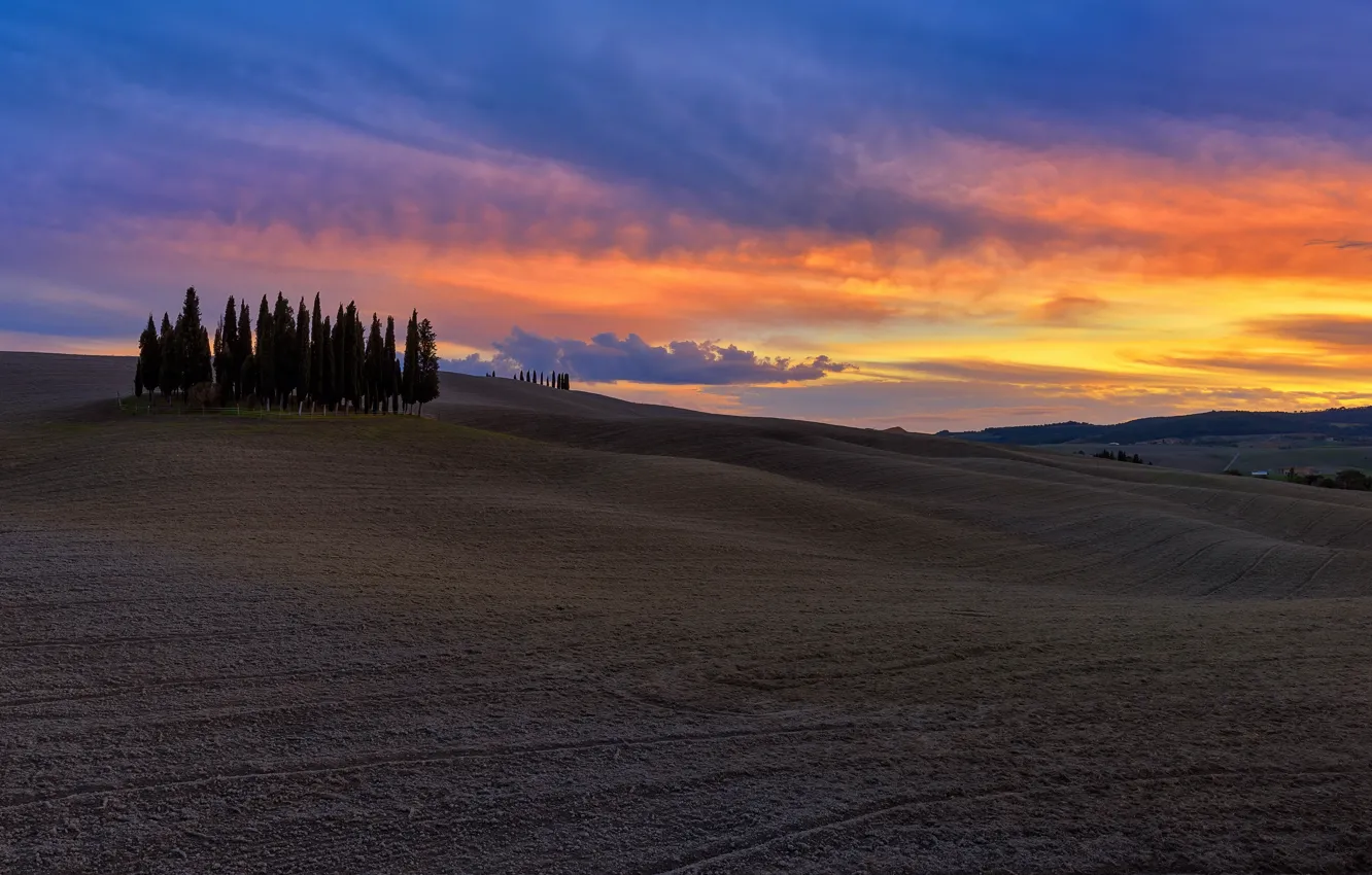 Photo wallpaper landscape, Toscana, Warm Light, Cypresses of Torrenieri