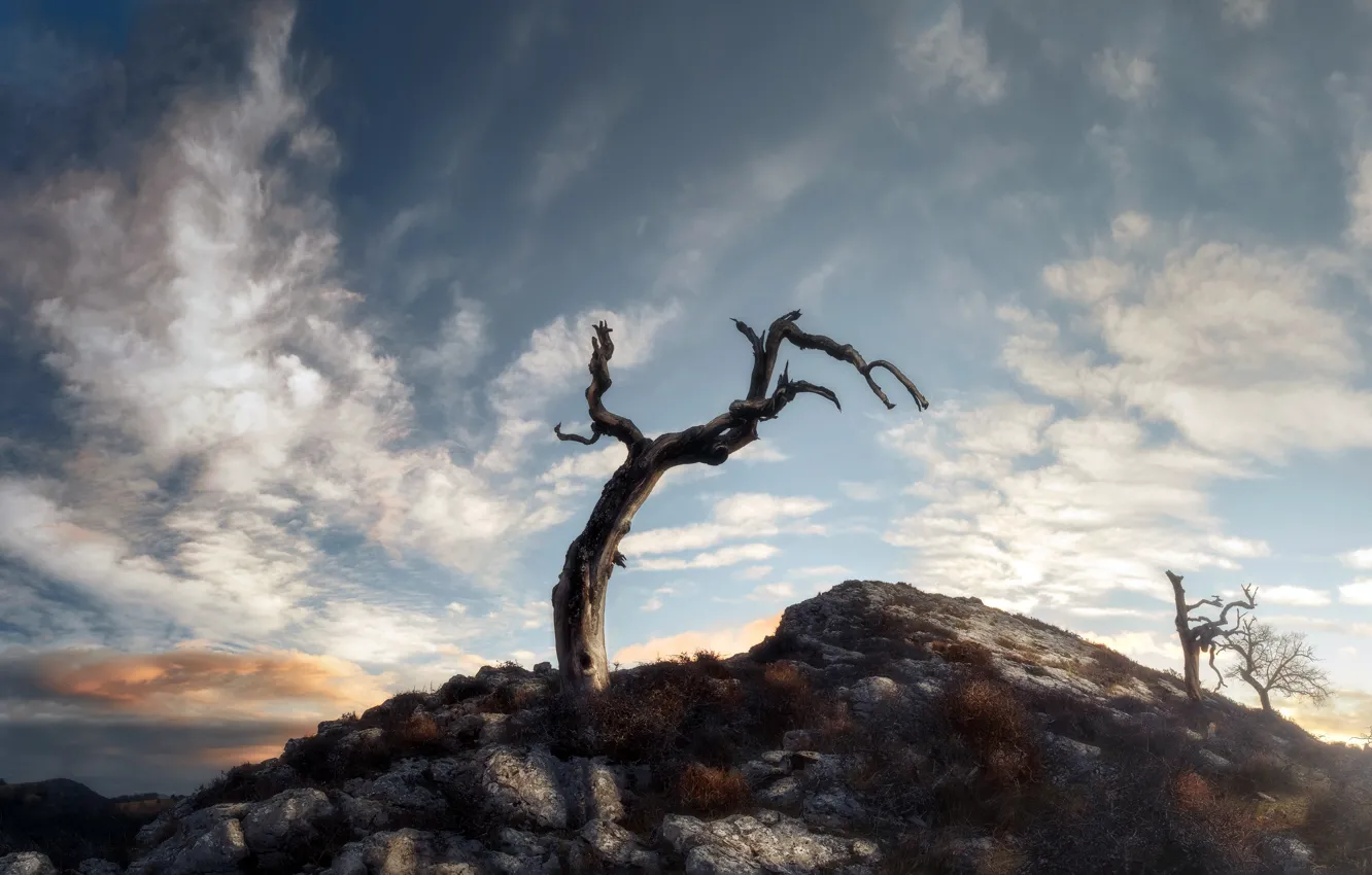 Photo wallpaper the sky, trees, mountains