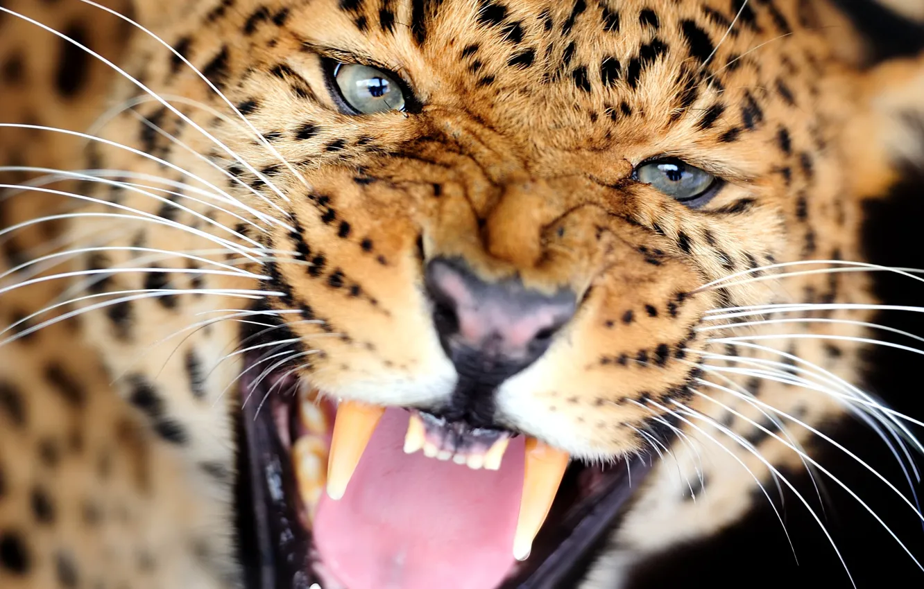 Photo wallpaper look, leopard, fangs, wild cat, growl