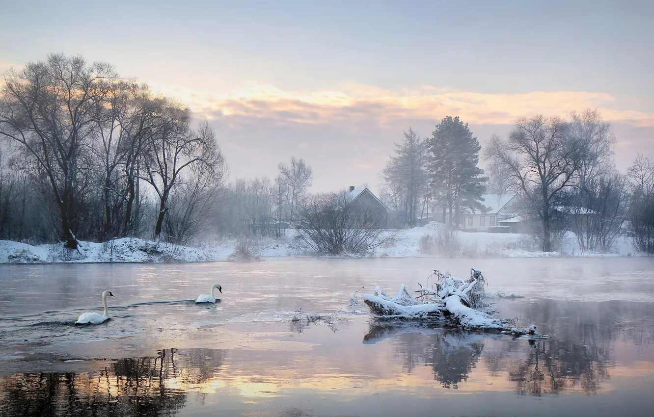 Photo wallpaper cold, winter, trees, lake, home, morning, swans