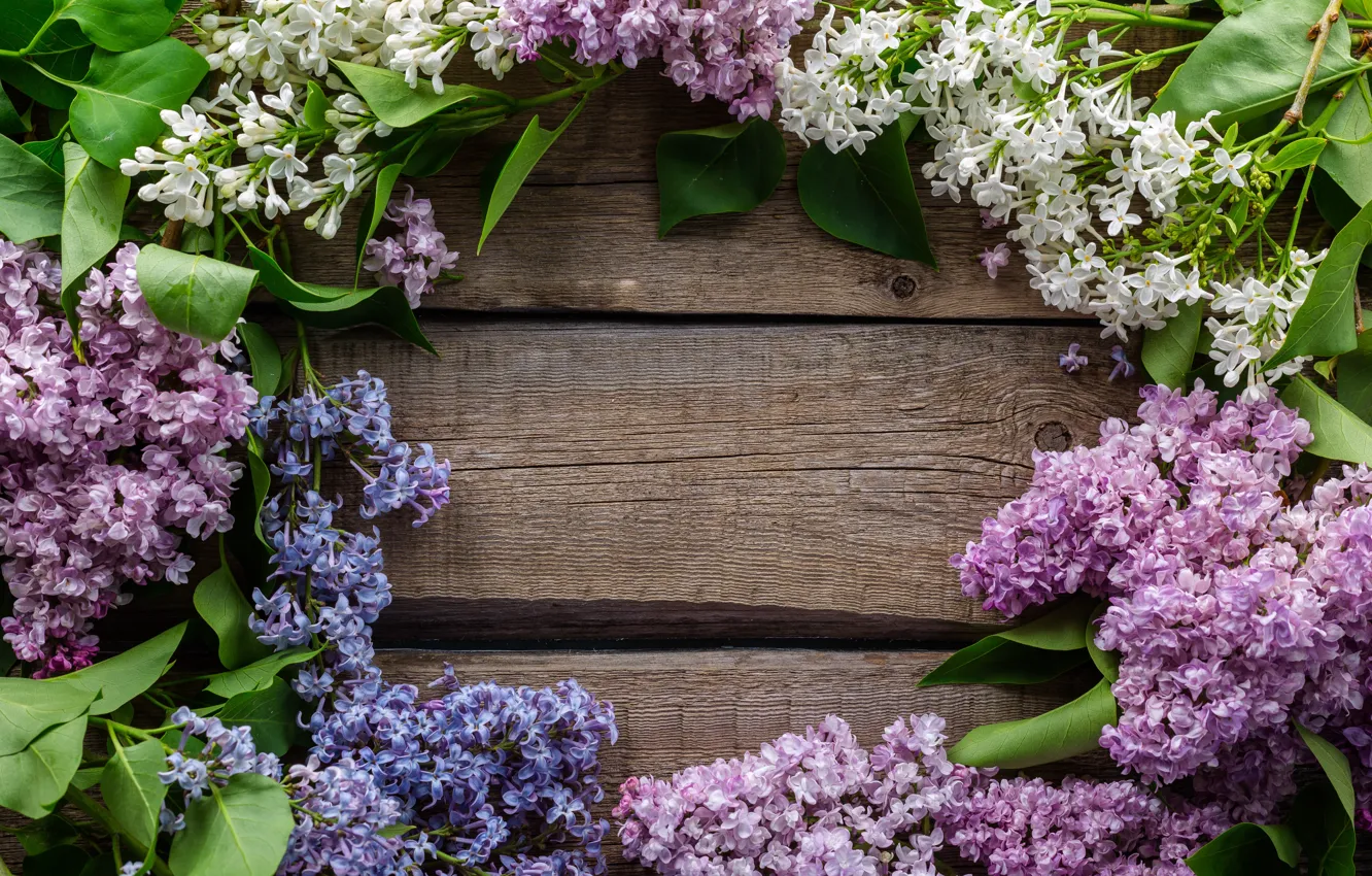 Photo wallpaper flowers, branches, Board, lilac