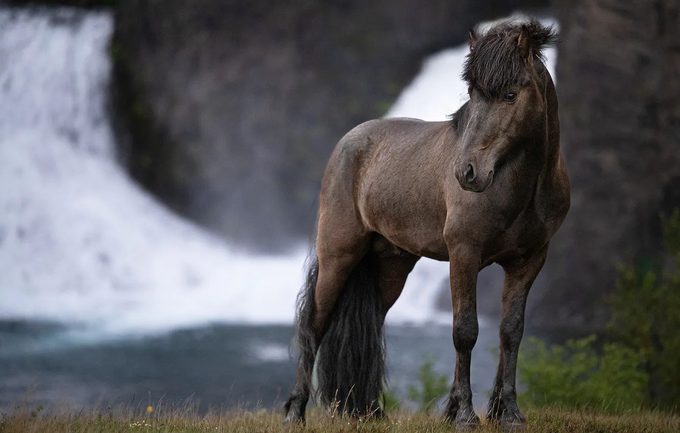 Photo wallpaper look, face, rocks, horse, shore, horse, waterfall, stream