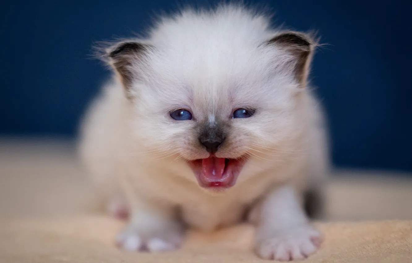 Photo wallpaper cat, look, pose, kitty, baby, muzzle, ragdoll, meows