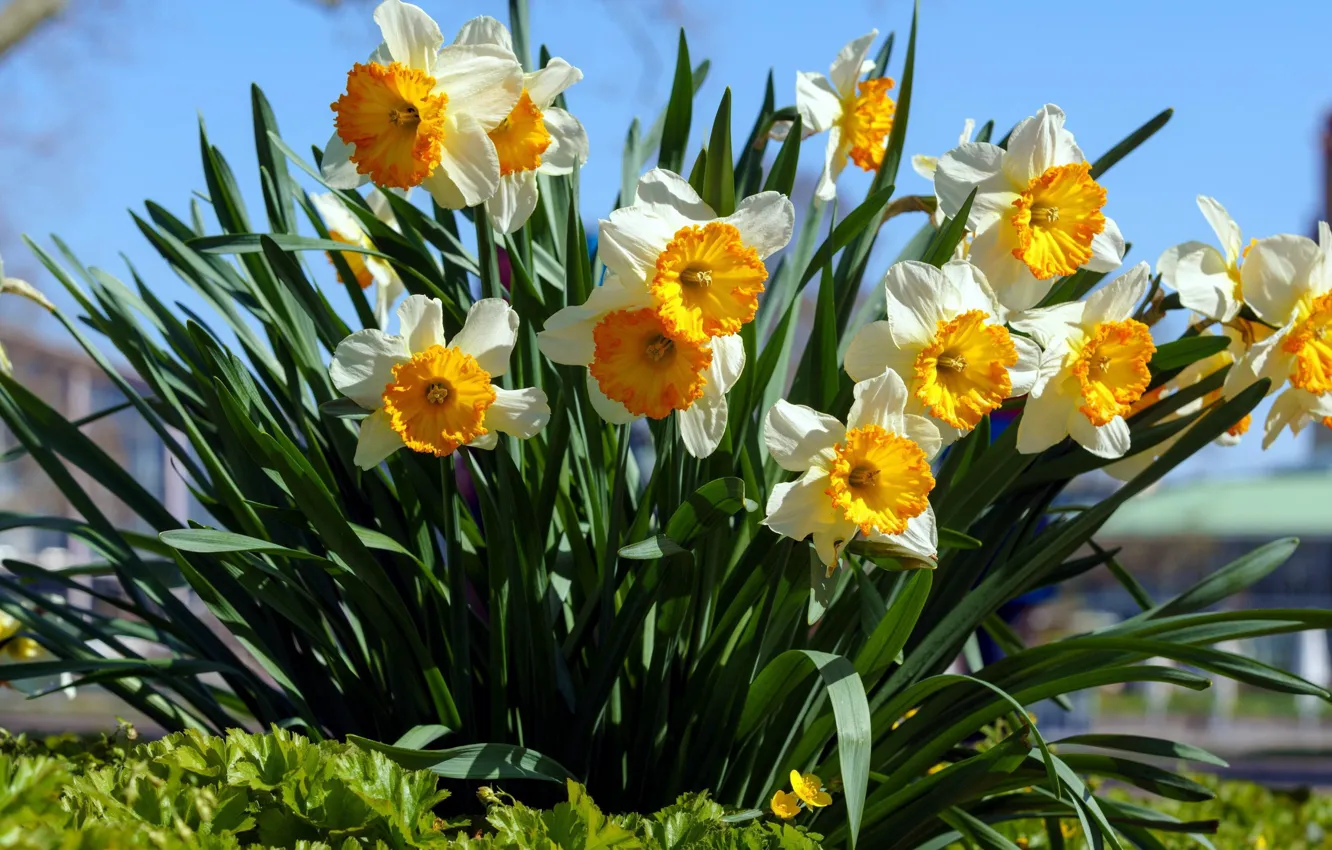 Photo wallpaper flowerbed, the bushes, daffodils
