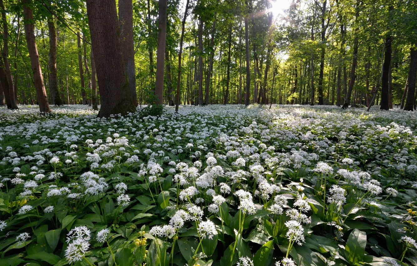 Photo wallpaper forest, flowers, spring