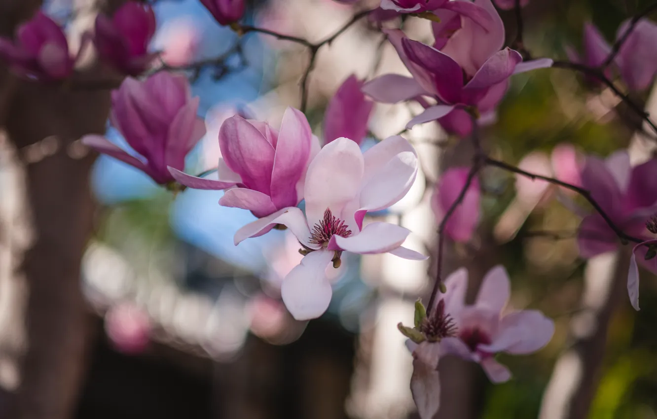 Photo wallpaper trees, flowers, branches, nature, background, spring, garden, buds