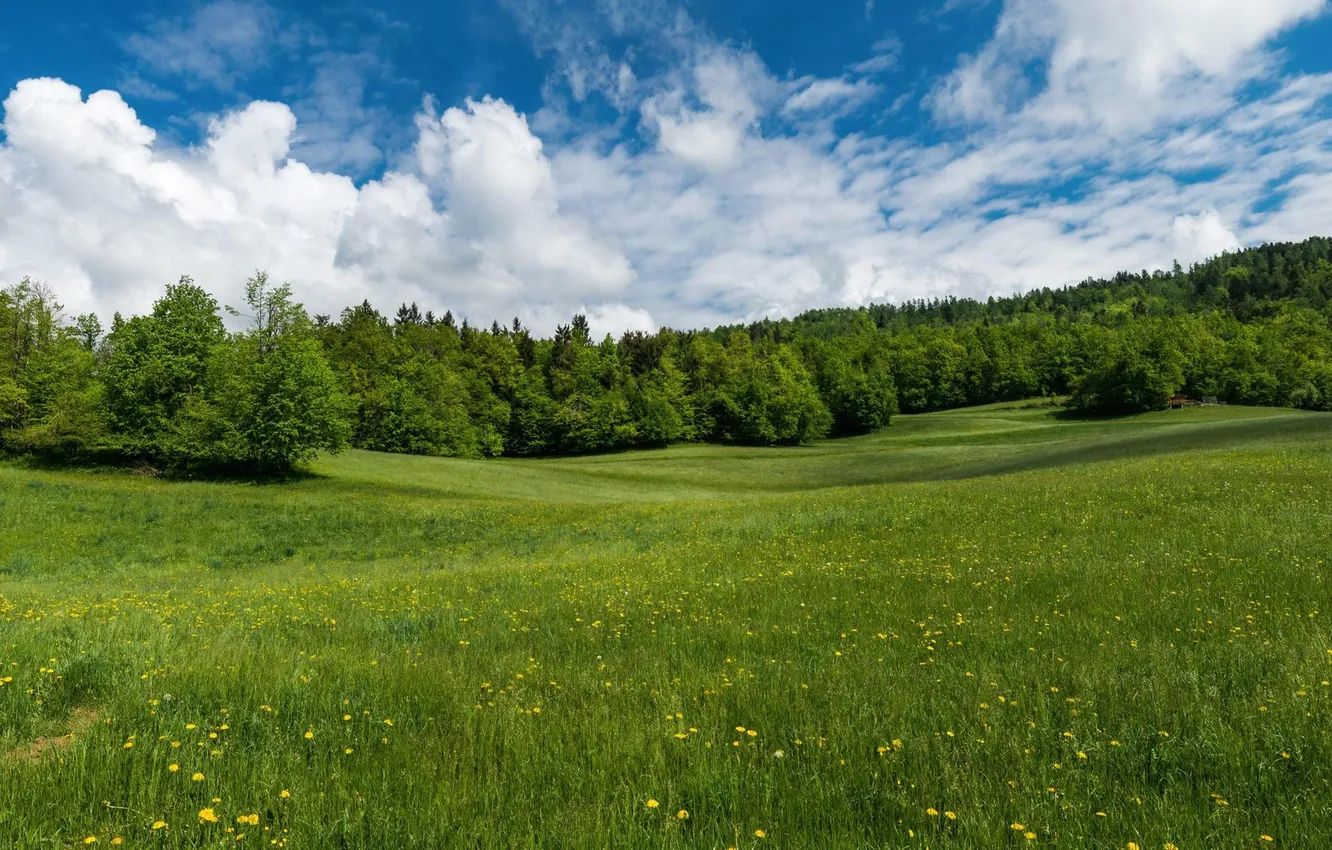 Photo wallpaper forest, the sky, grass, clouds, trees, landscape, flowers, nature