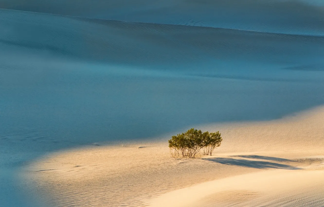 Photo wallpaper sand, trees, landscape