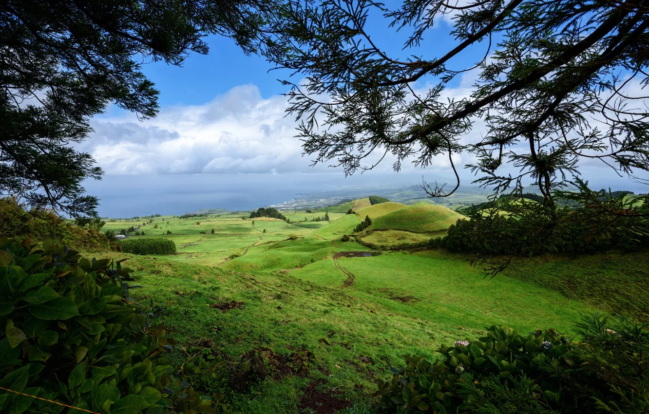 Photo wallpaper sea, greens, field, the sky, grass, leaves, clouds, trees