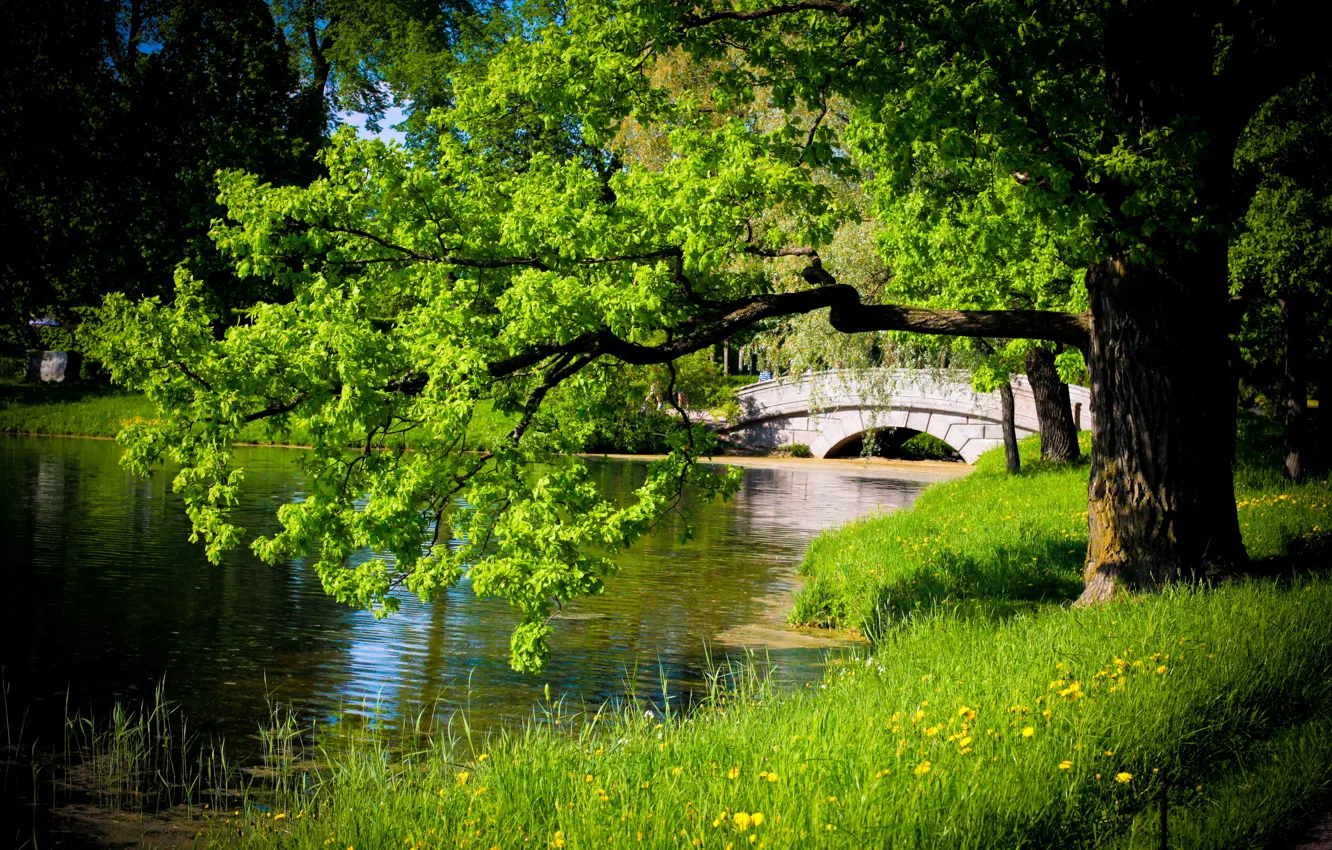 Photo wallpaper greens, forest, water, bridge, nature, pond, oak, Tsarskoye Selo