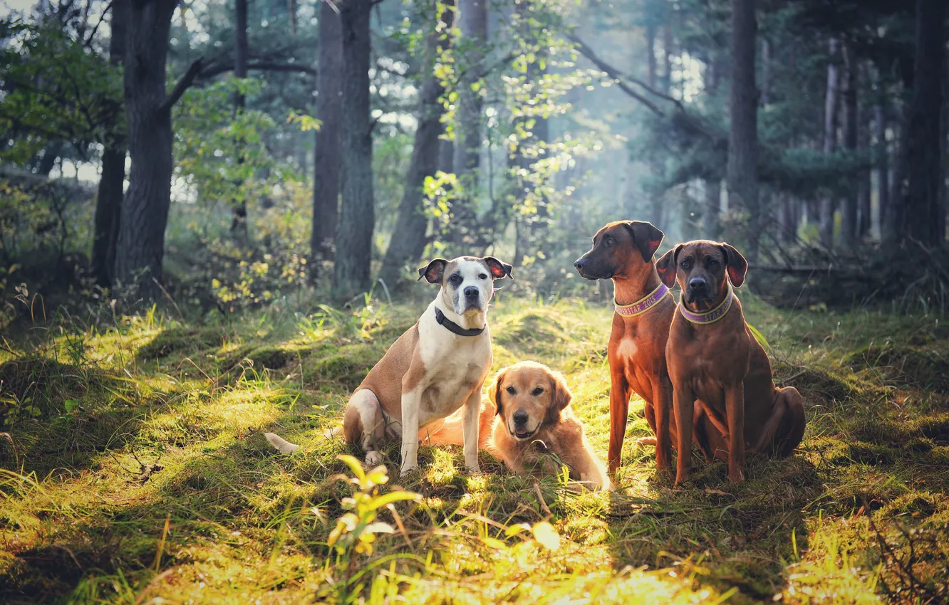 Photo wallpaper forest, each, dog, company, Quartet, Golden Retriever, Rhodesian Ridgeback