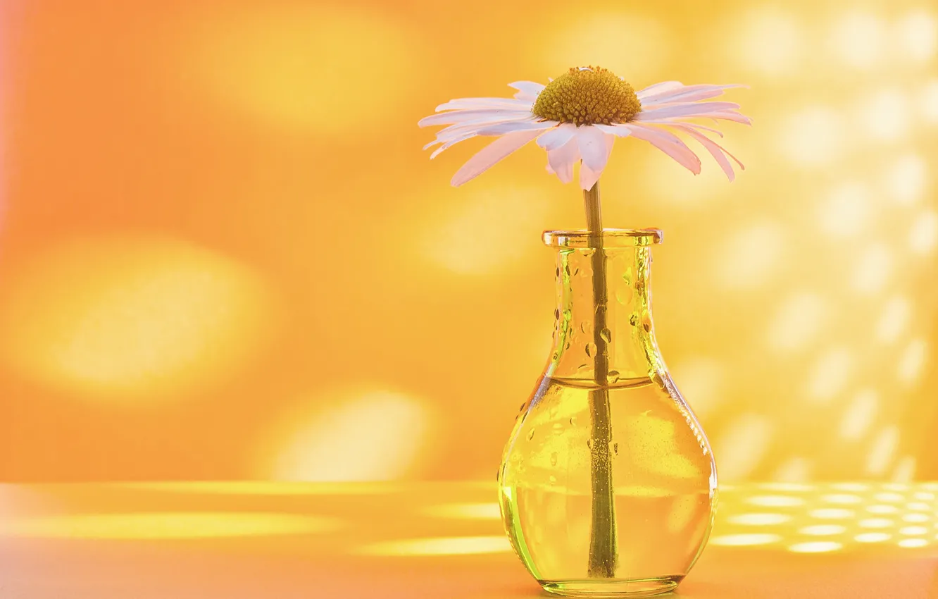 Photo wallpaper background, Daisy, vase, bottle
