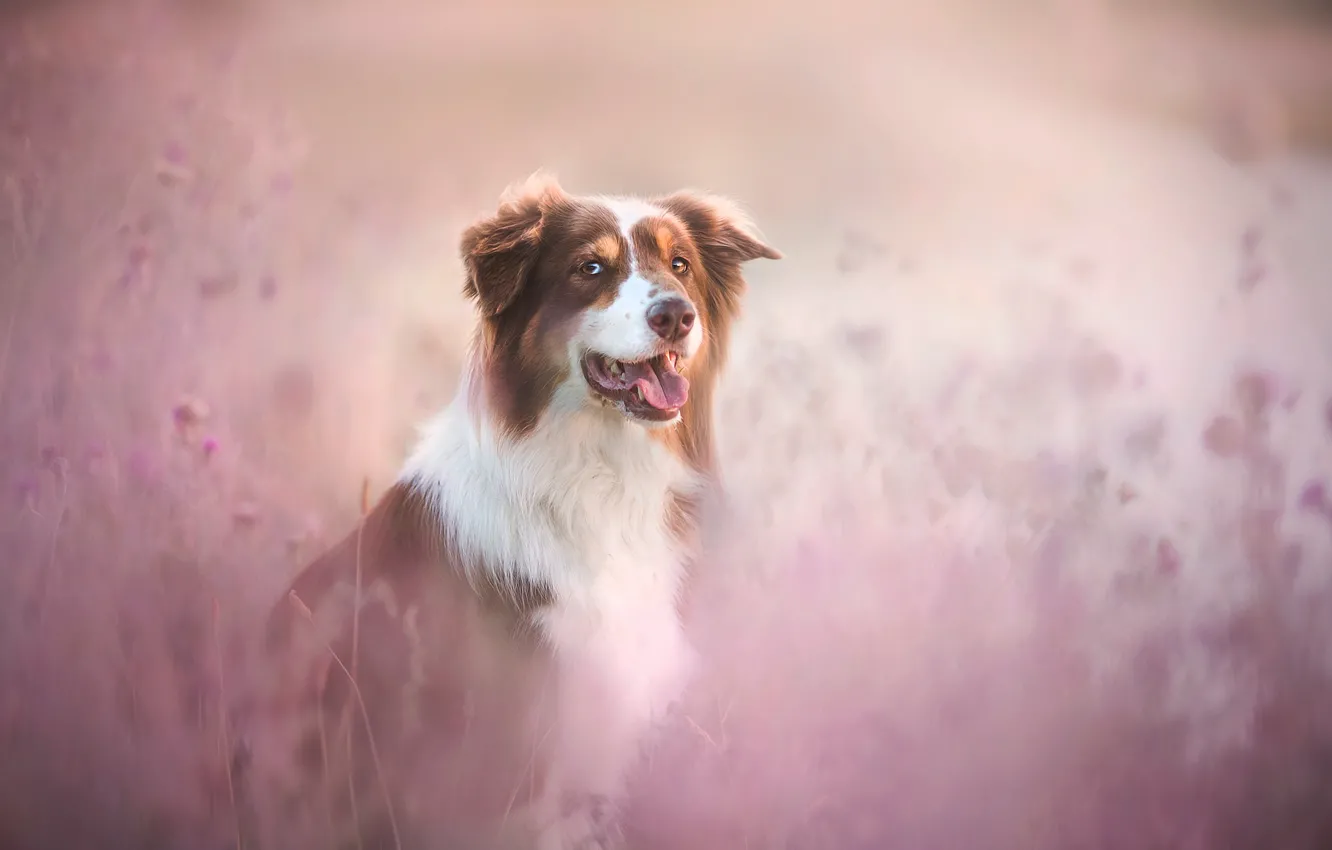 Photo wallpaper red, lavender, dog