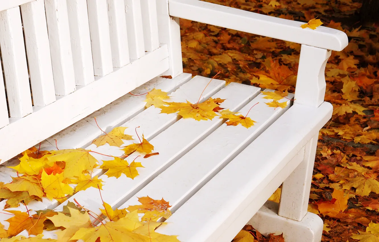 Photo wallpaper autumn, leaves, bench, nature, yellow, shop, shop, white