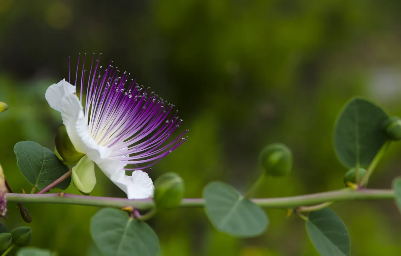 Photo wallpaper flowers, flowering, Turkey, Cappadocia