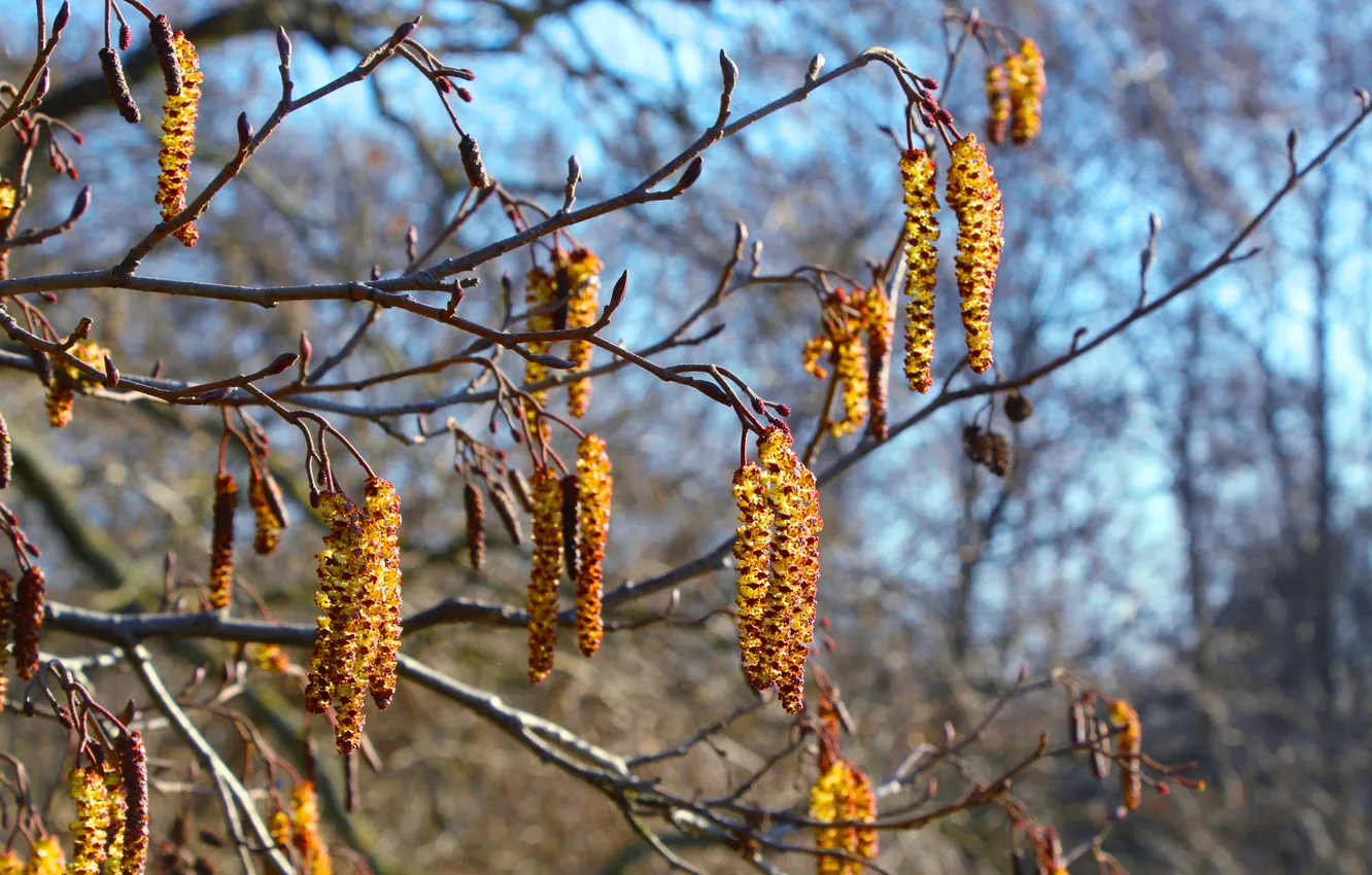 Photo wallpaper tree, spring, twig