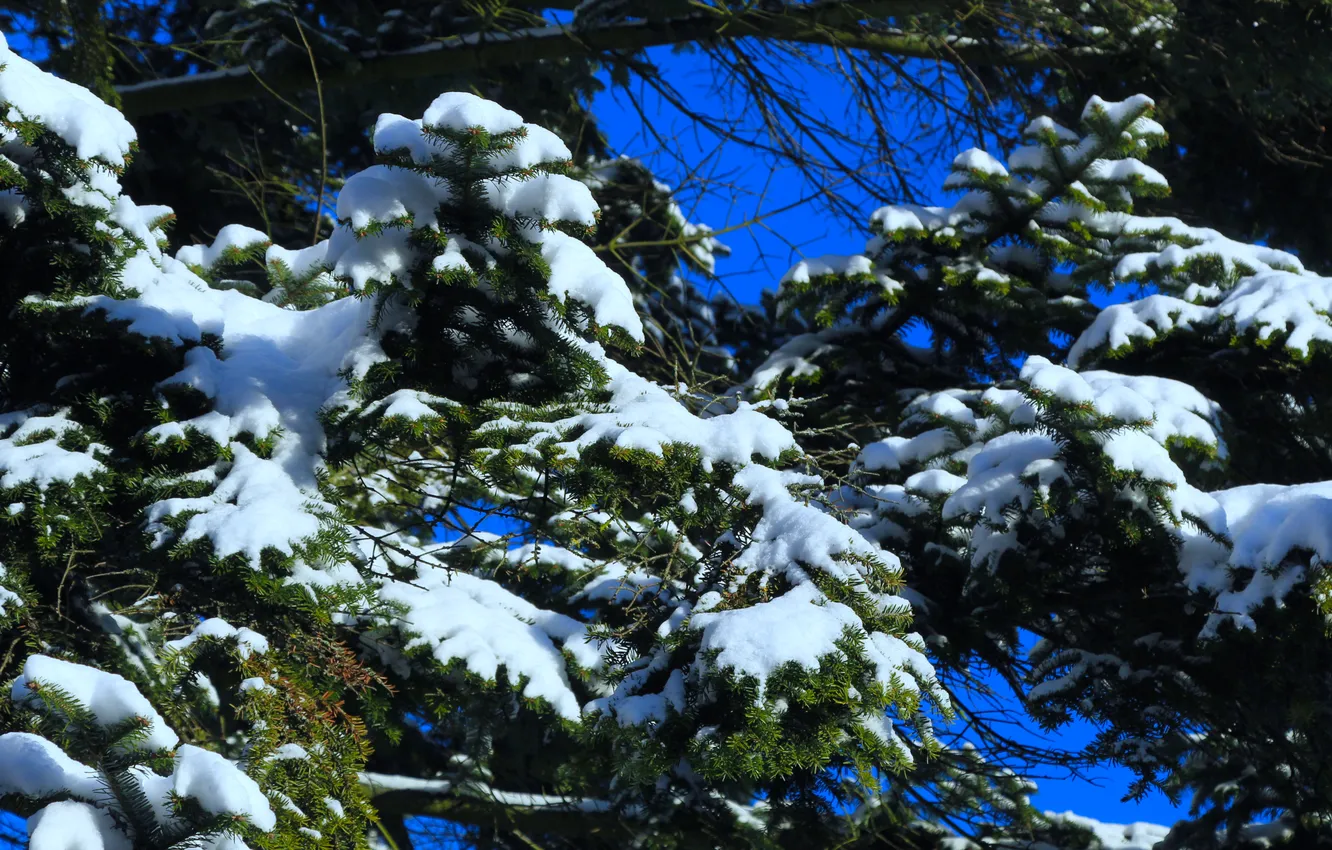 Photo wallpaper winter, snow, spruce, twig