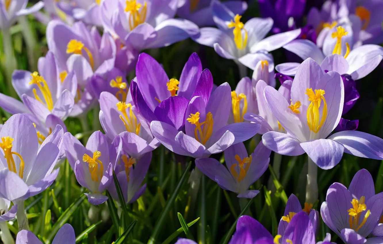 Photo wallpaper macro, joy, flowers, nature, beauty, plants, spring, crocuses