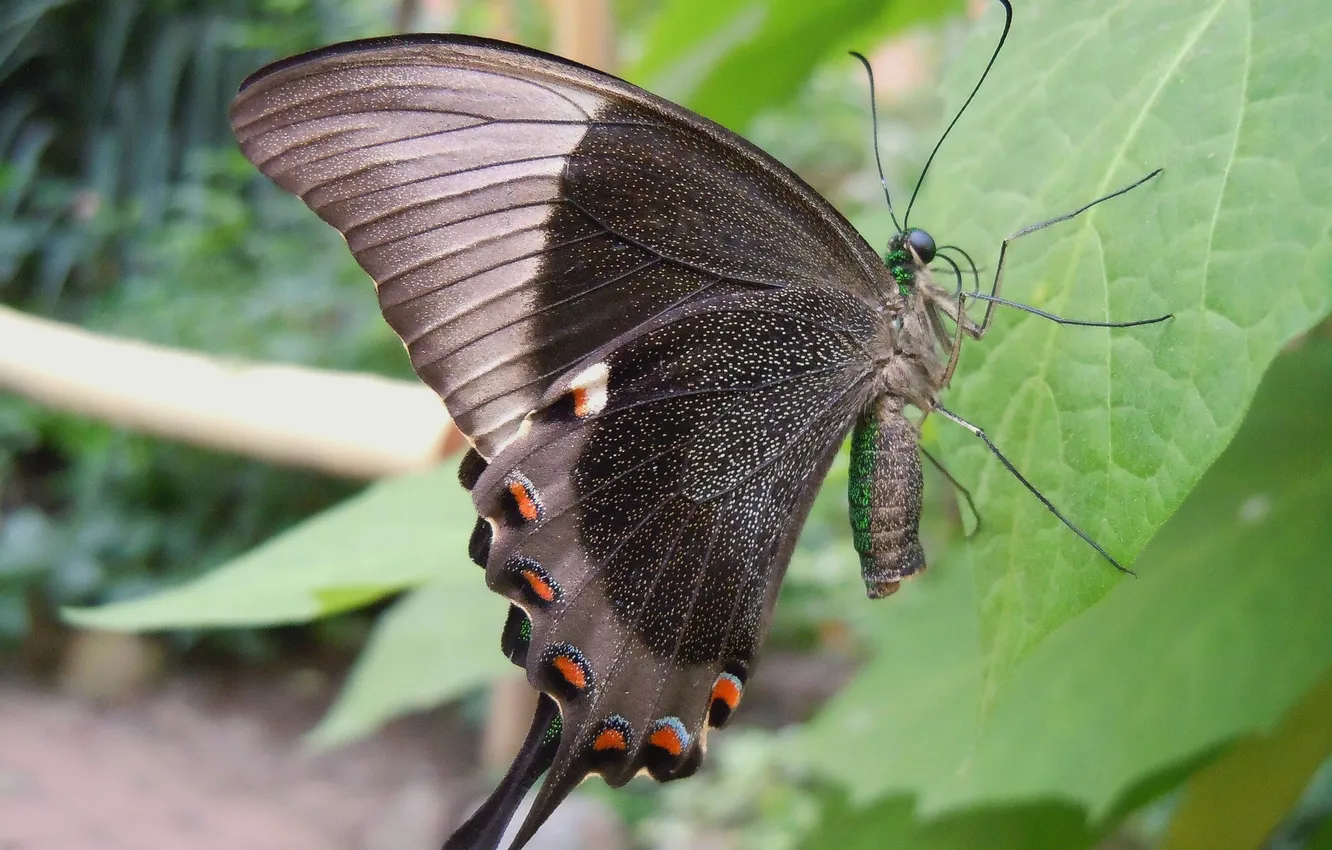 Photo wallpaper macro, butterfly, wings, insect, beautiful