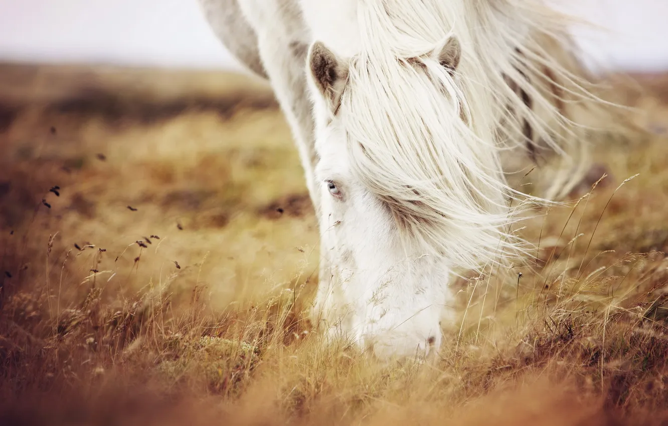 Photo wallpaper grass, nature, horse