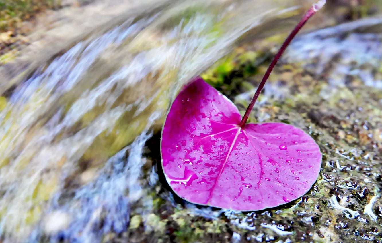 Photo wallpaper macro, nature, leaf, water drops