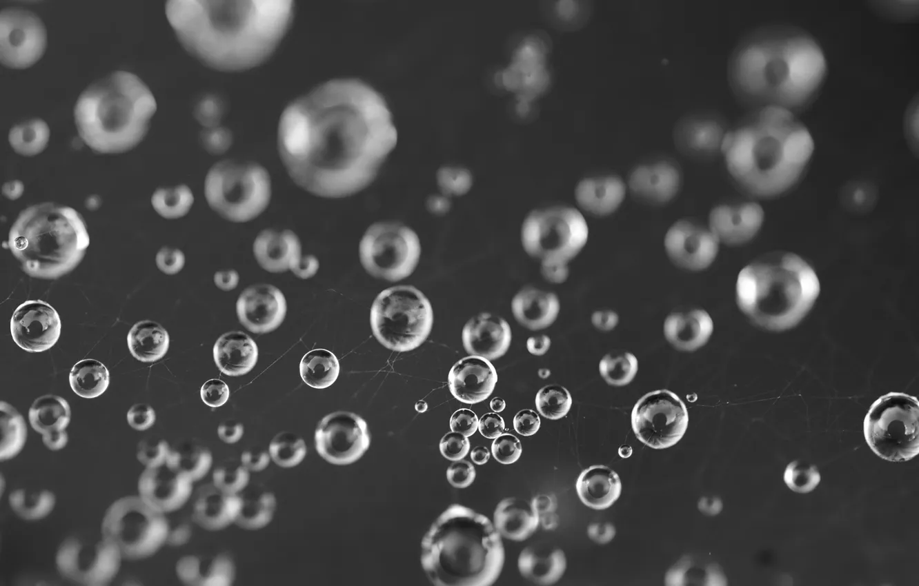 Photo wallpaper drops, macro, web