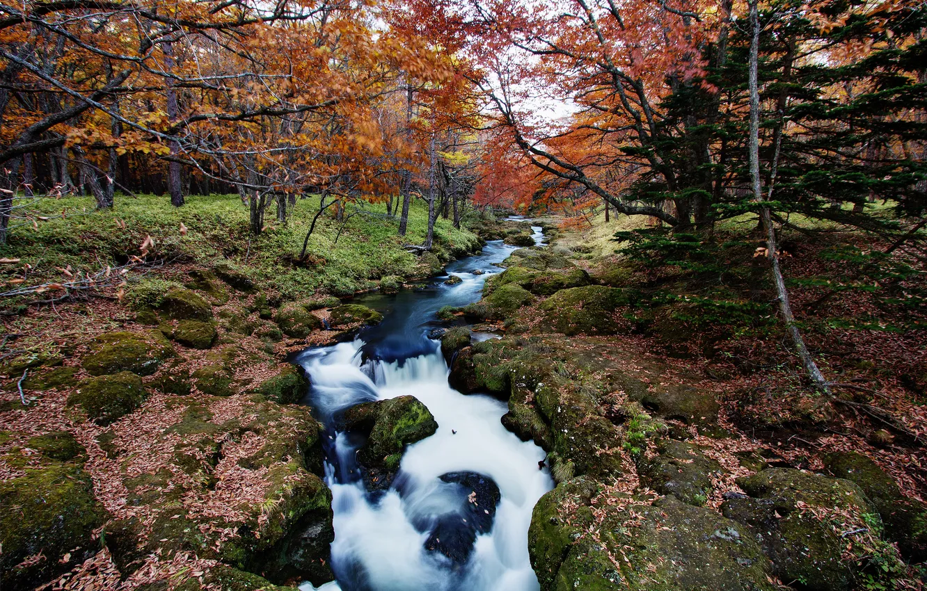 Photo wallpaper autumn, forest, river, stream