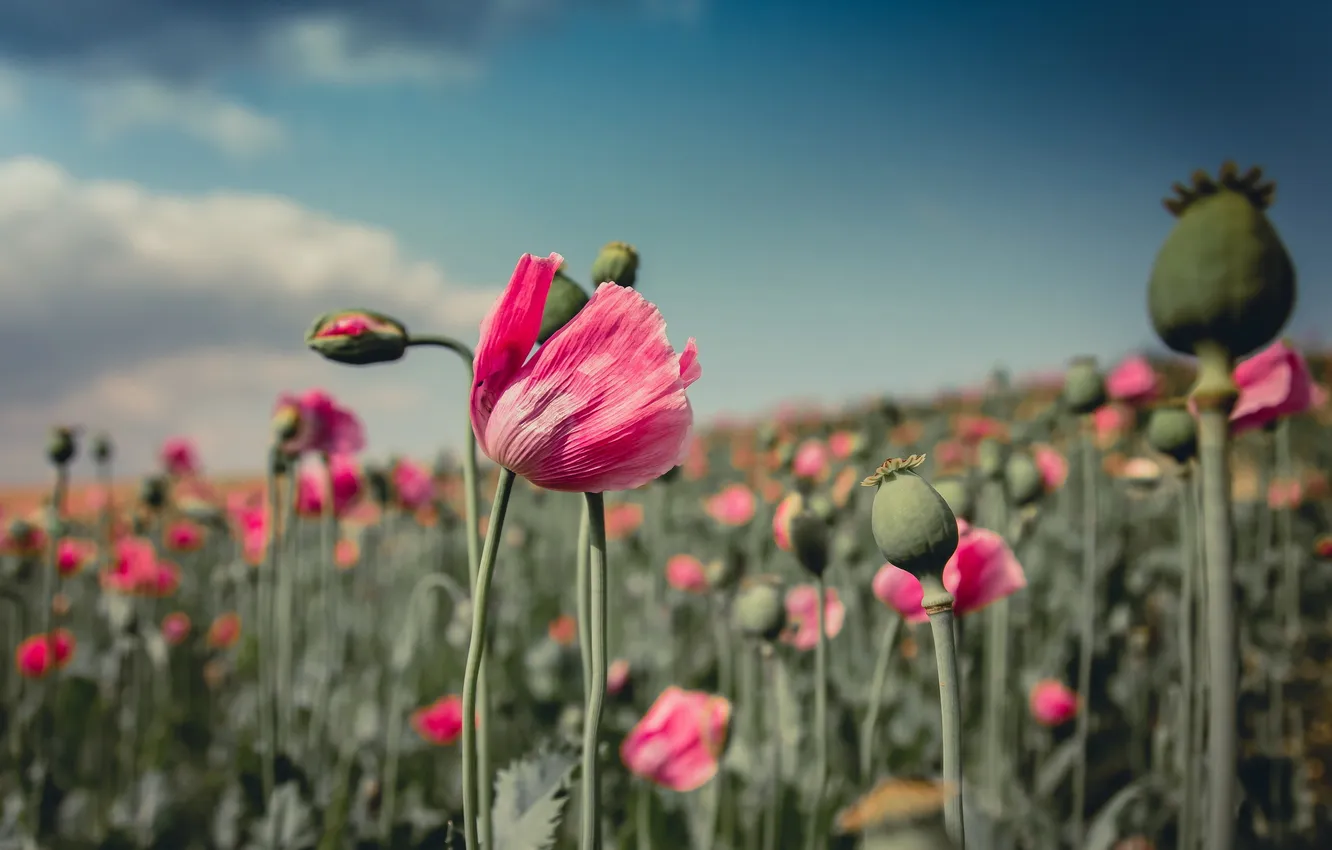 Photo wallpaper field, summer, nature, Maki
