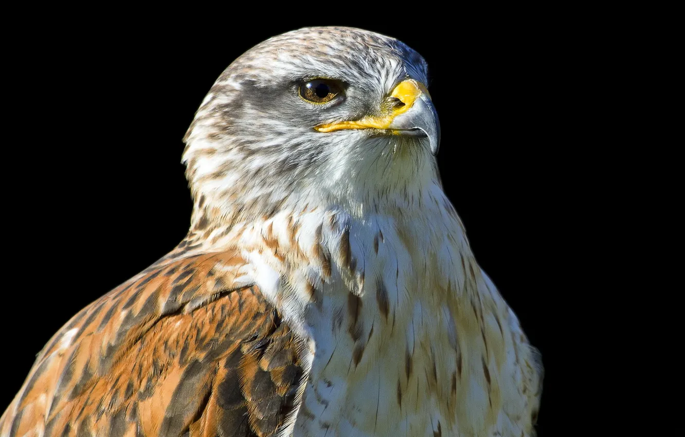 Photo wallpaper background, bird, eagle