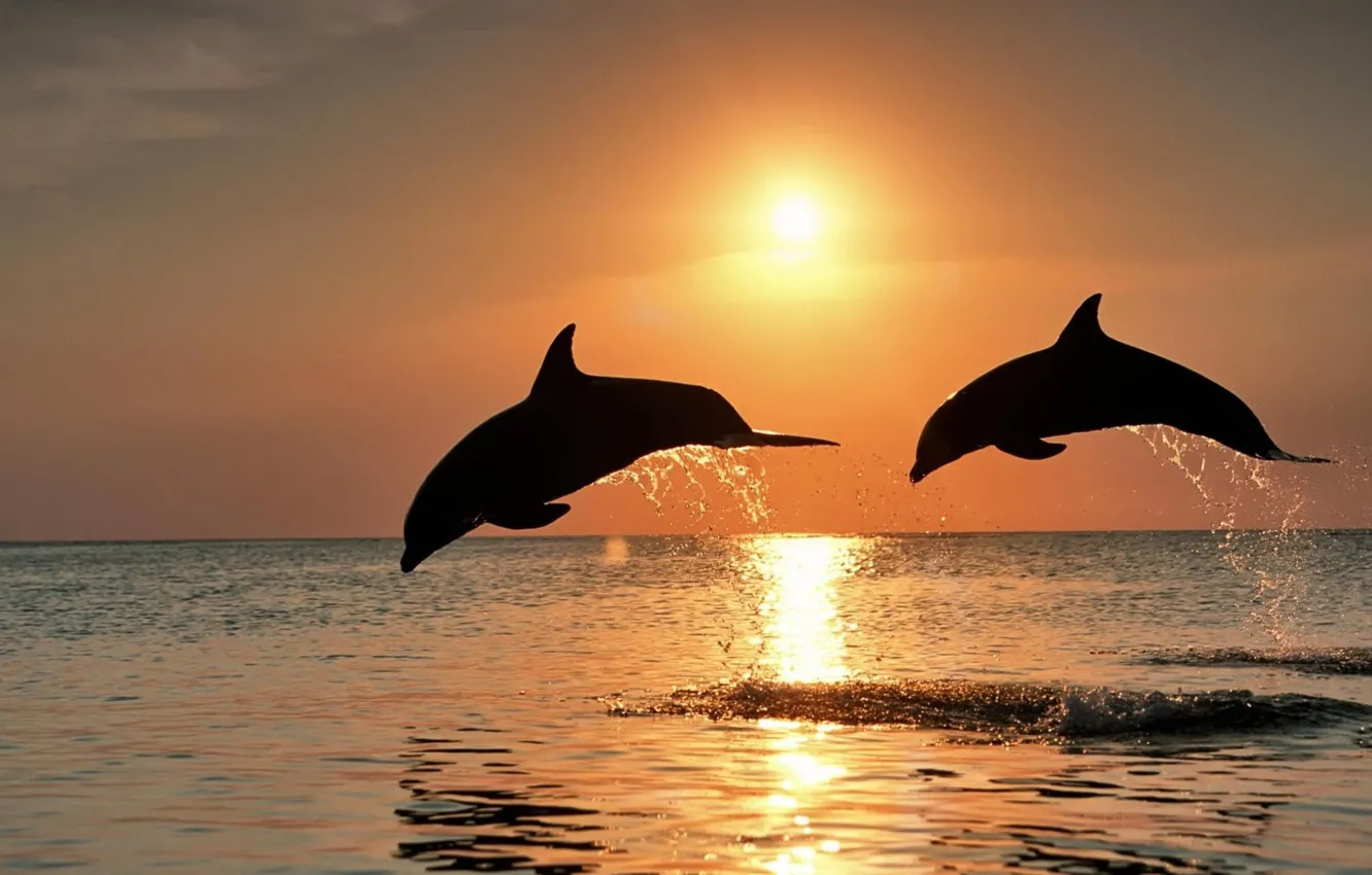 Photo wallpaper sea, sunset, dolphins