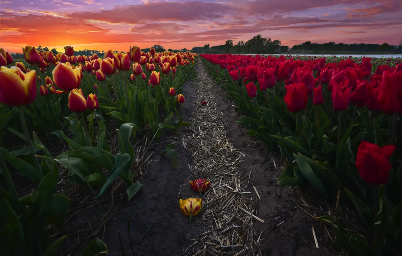 Photo wallpaper field, landscape, sunset, flowers, nature, track, tulips, Netherlands
