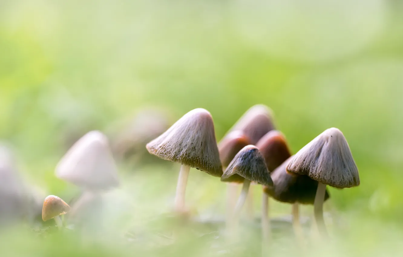 Photo wallpaper macro, background, mushrooms