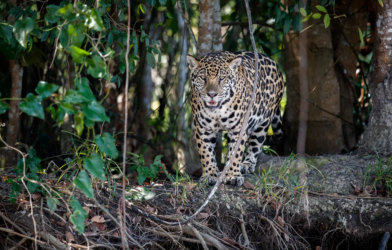 Photo wallpaper Trees, Jaguar, Predator, Jungle, Wild cat, Big cat