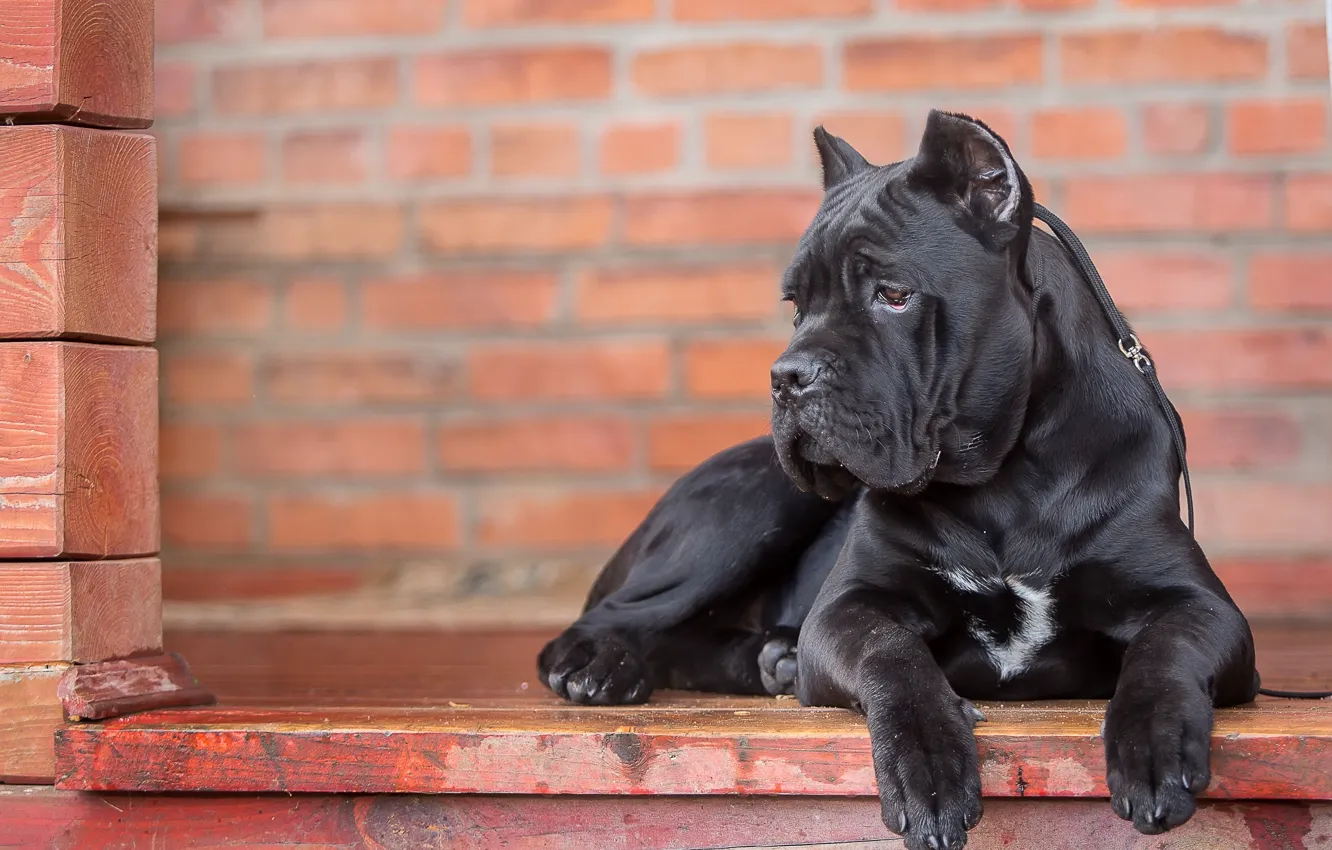 Photo wallpaper portrait, dog, Cane Corso