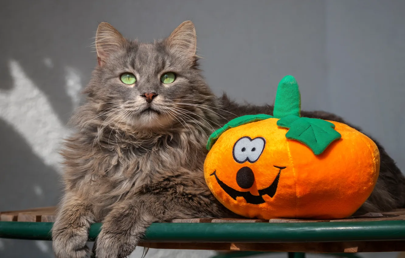 Photo wallpaper cat, cat, look, grey, toy, lies, pumpkin, Halloween