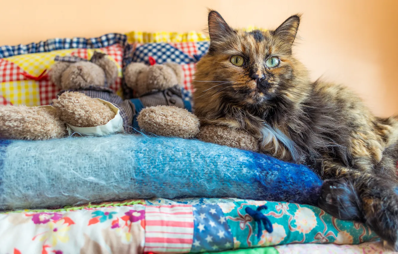 Photo wallpaper cat, look, pose, comfort, heat, background, room, wall
