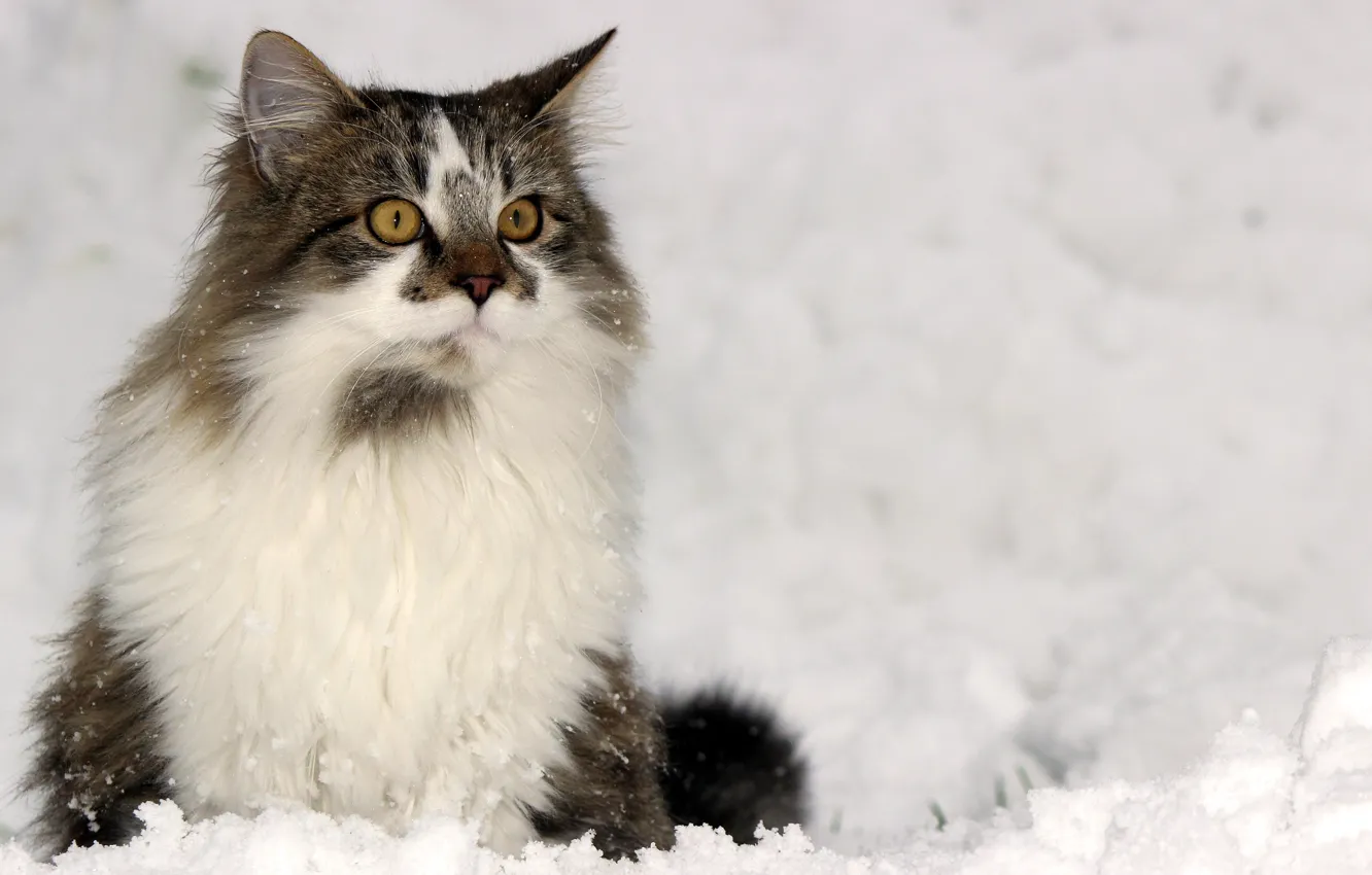 Photo wallpaper winter, cat, look