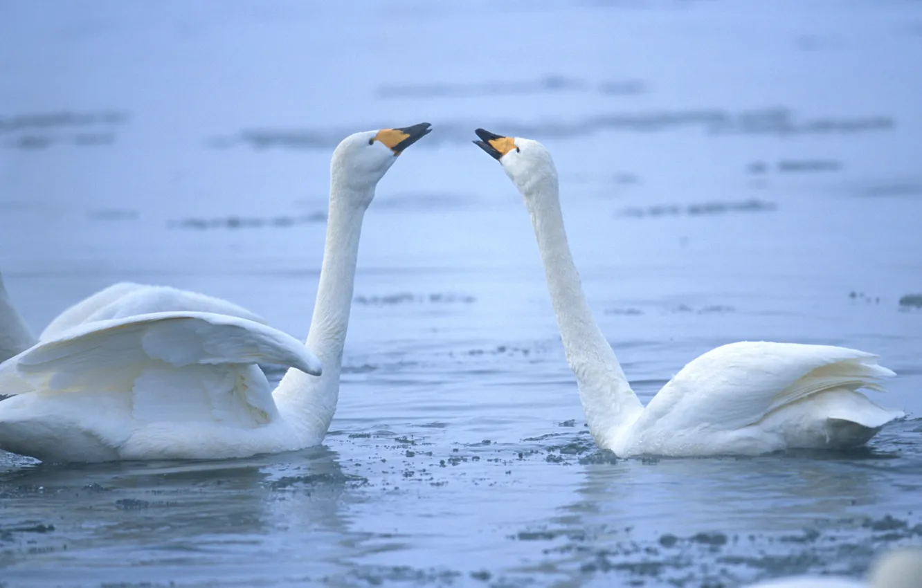 Photo wallpaper winter, water, swans
