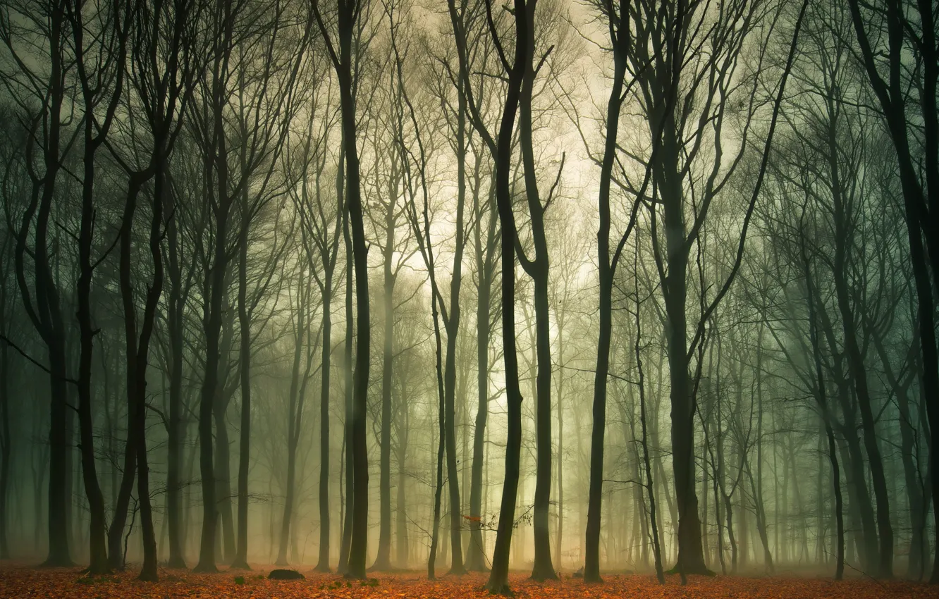 Photo wallpaper autumn, forest, nature, fog