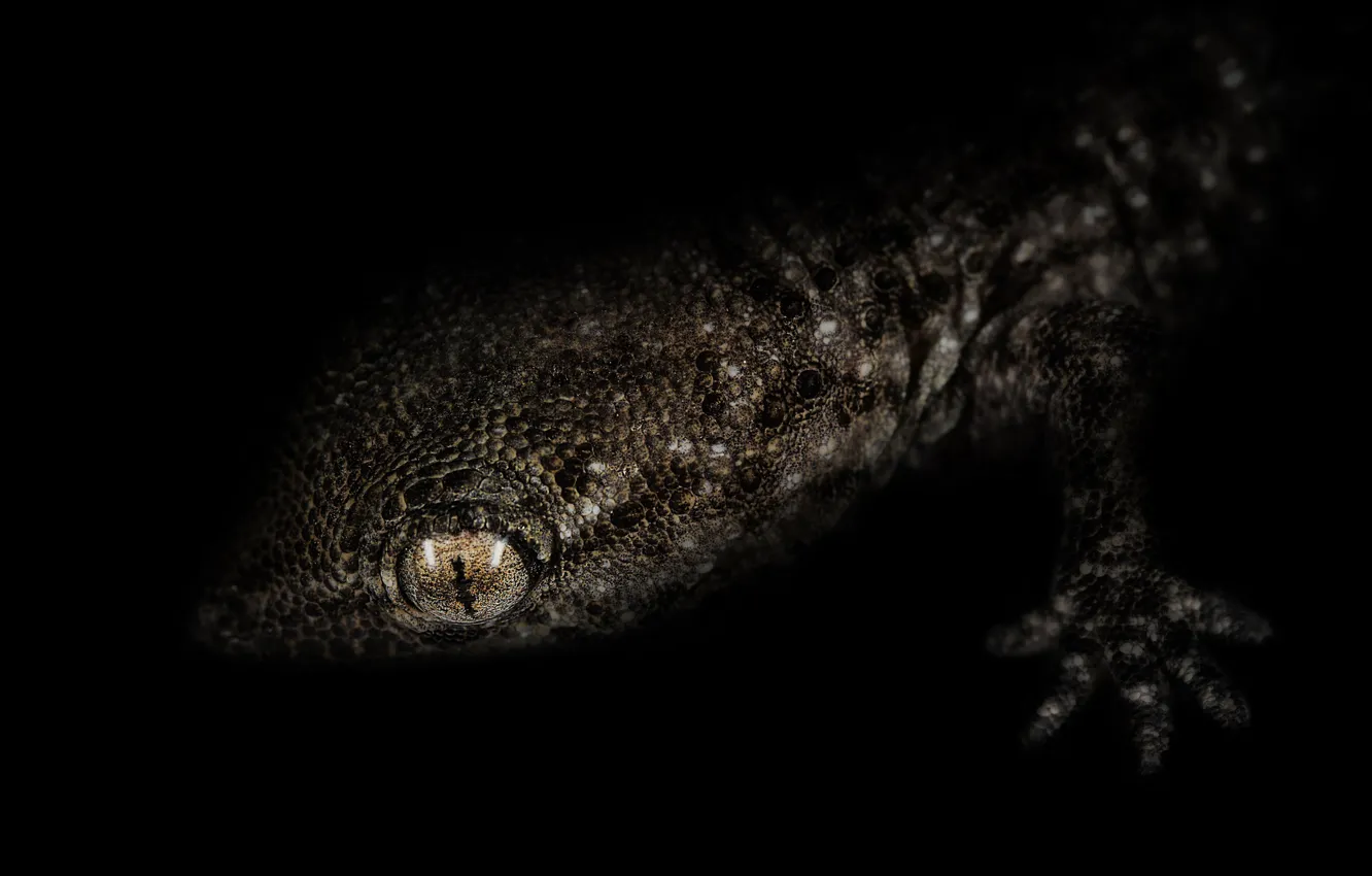 Photo wallpaper macro, lizard, black background
