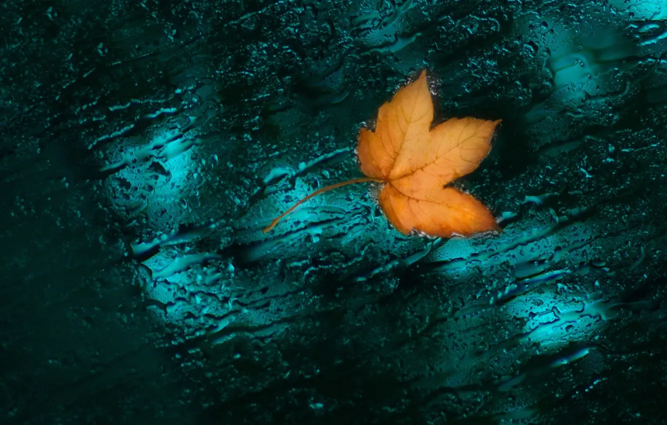 Photo wallpaper autumn, macro, nature, leaf, water drops