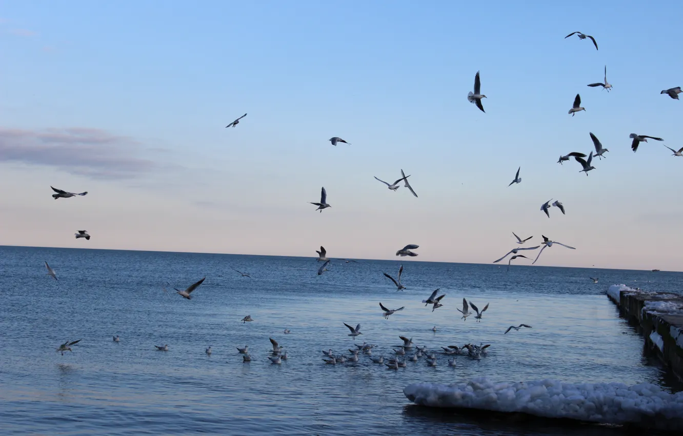 Photo wallpaper winter, seagulls, Sea, pack