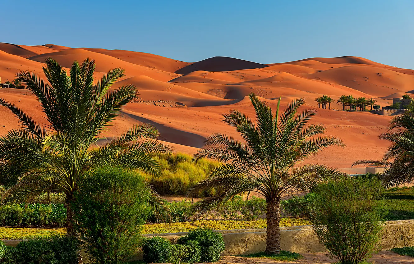 Photo wallpaper sand, the sky, the sun, palm trees, desert, dunes, the bushes, Abu Dhabi