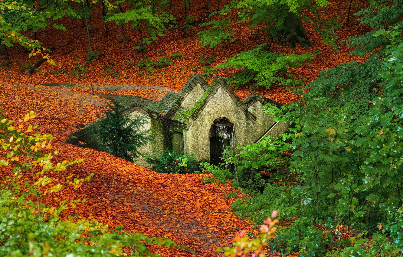 Photo wallpaper autumn, forest, trees, stream, waterfall, Netherlands, Netherlands, fallen leaves