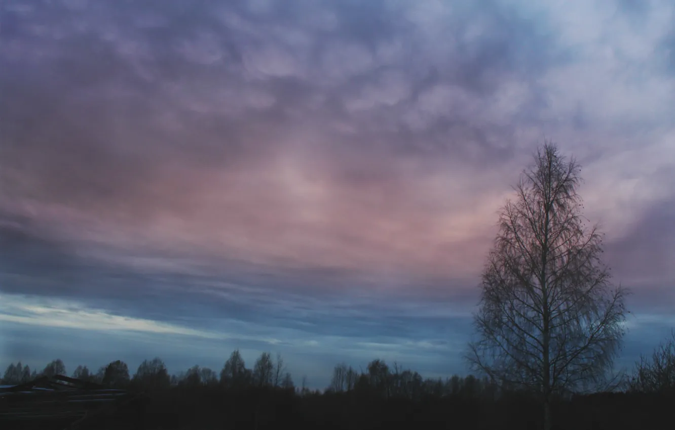 Photo wallpaper autumn, forest, the sky, clouds, the evening, birch