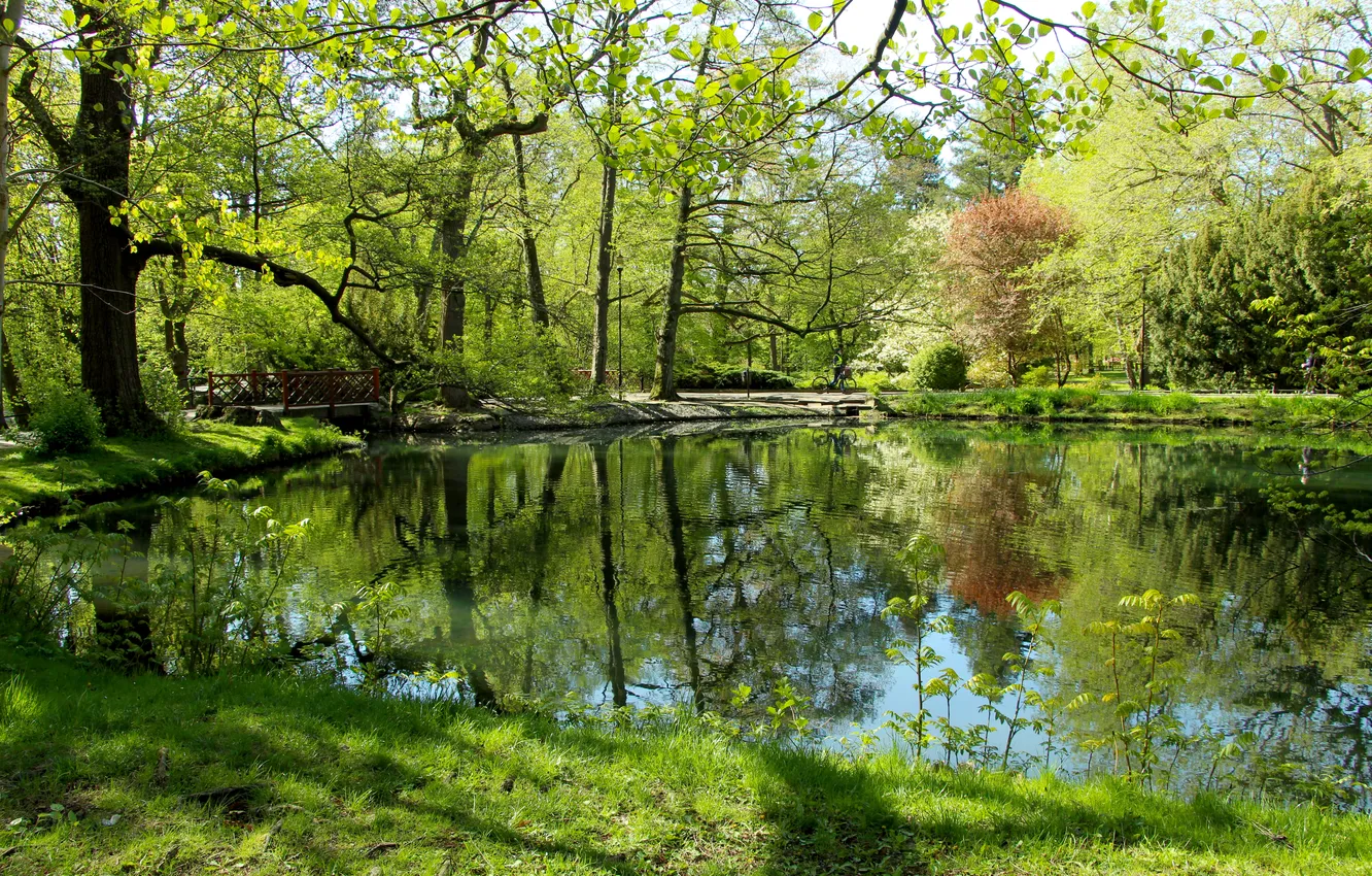 Photo wallpaper trees, park, lake, pond