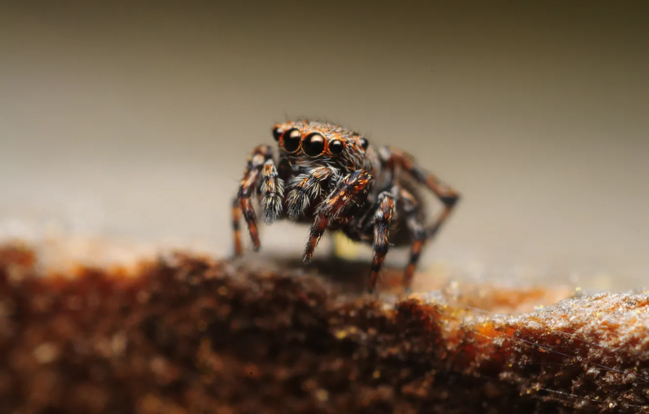 Photo wallpaper insect, bokeh, spider