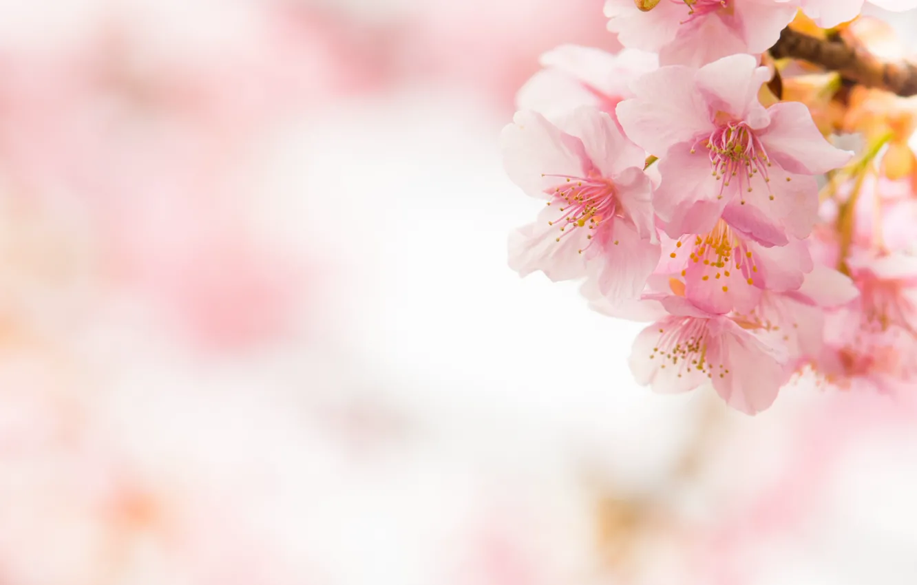 Photo wallpaper macro, cherry, tenderness, spring, Sakura, pink