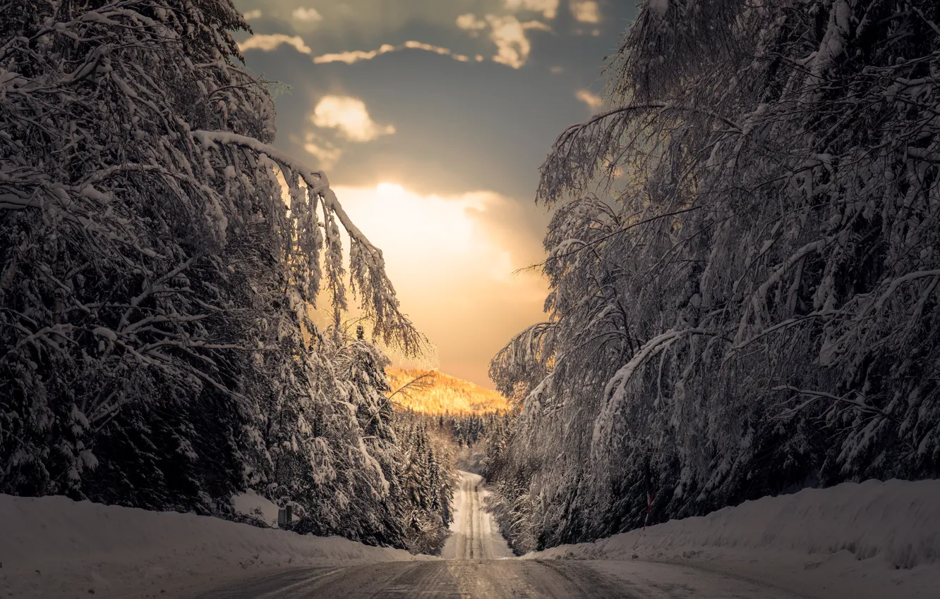 Photo wallpaper winter, road, forest, snow, trees, Sweden